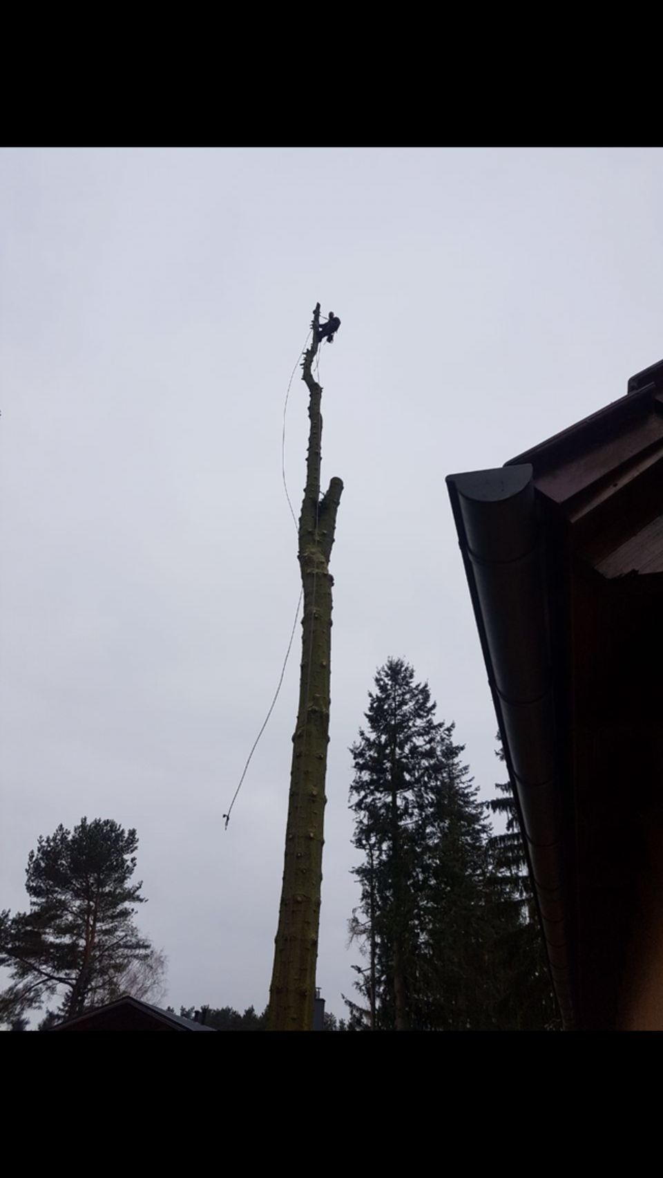 Baumfällung mit Seilklettertechnik