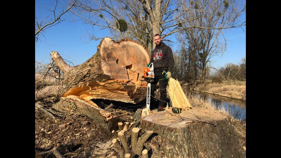Mann mit Motorsäge auf einem gefällten Baum