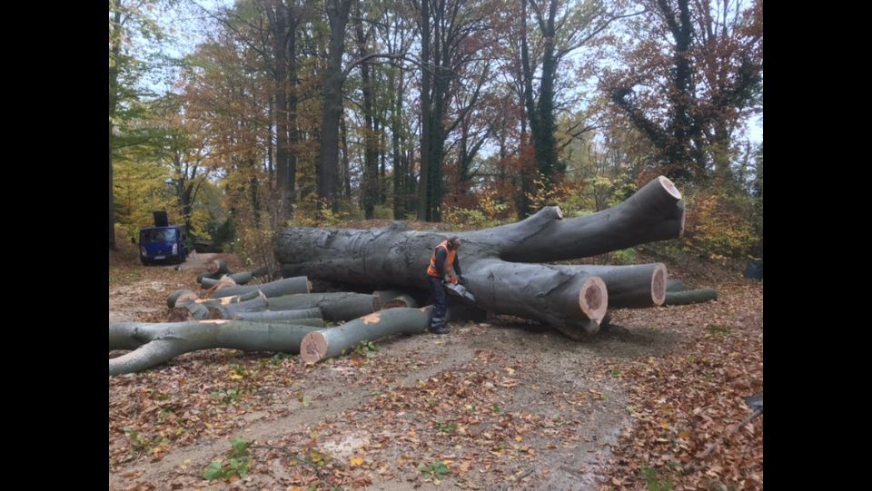 gefällte Buchen