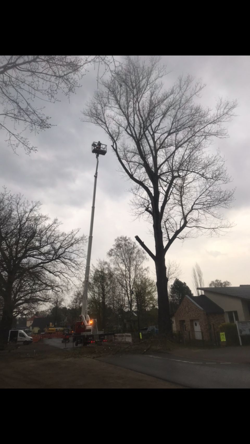 Hebebühne im Einsatz bei der Baumpflege