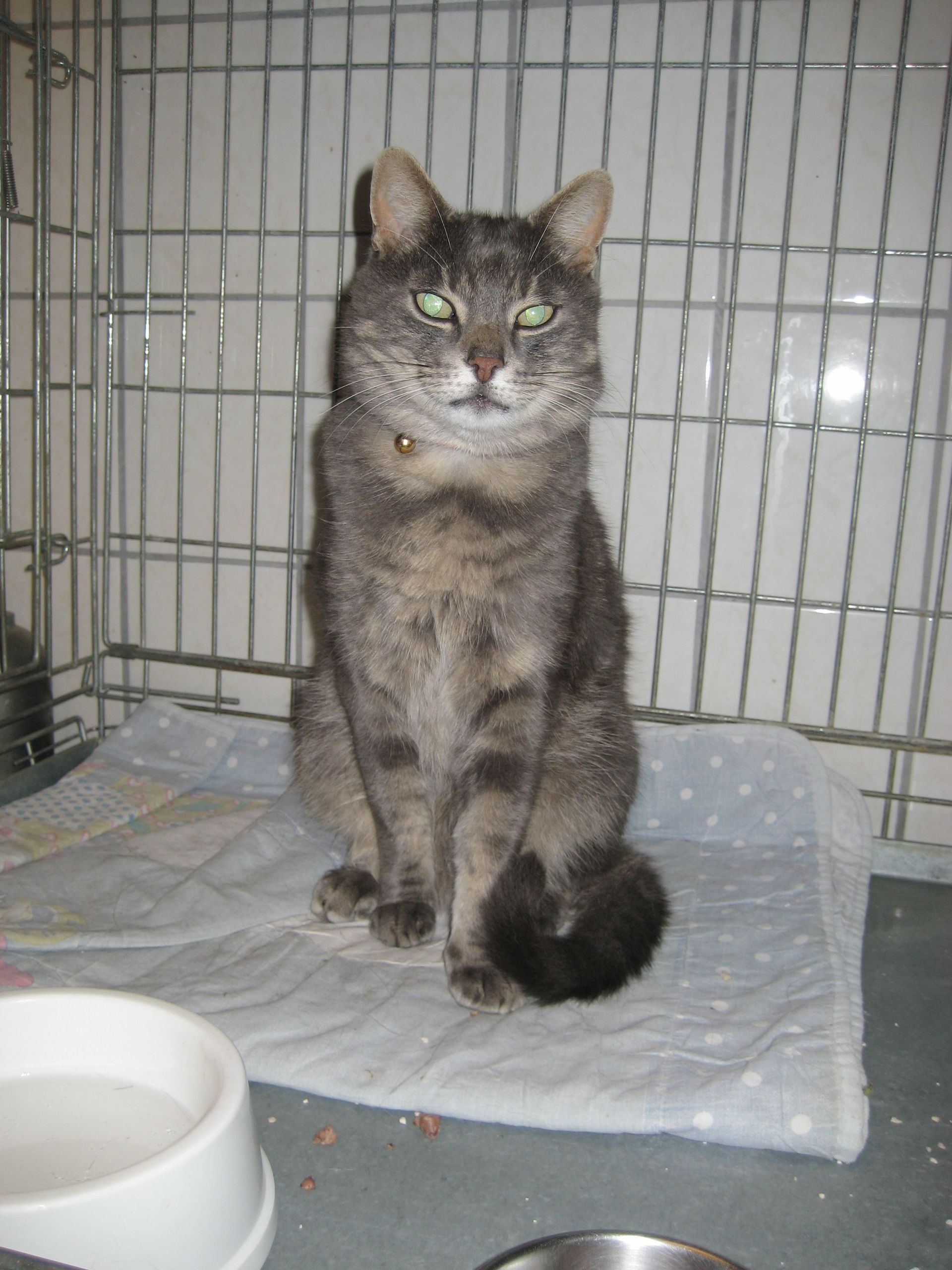 Katze Patient - Tierpraxis Thierstein