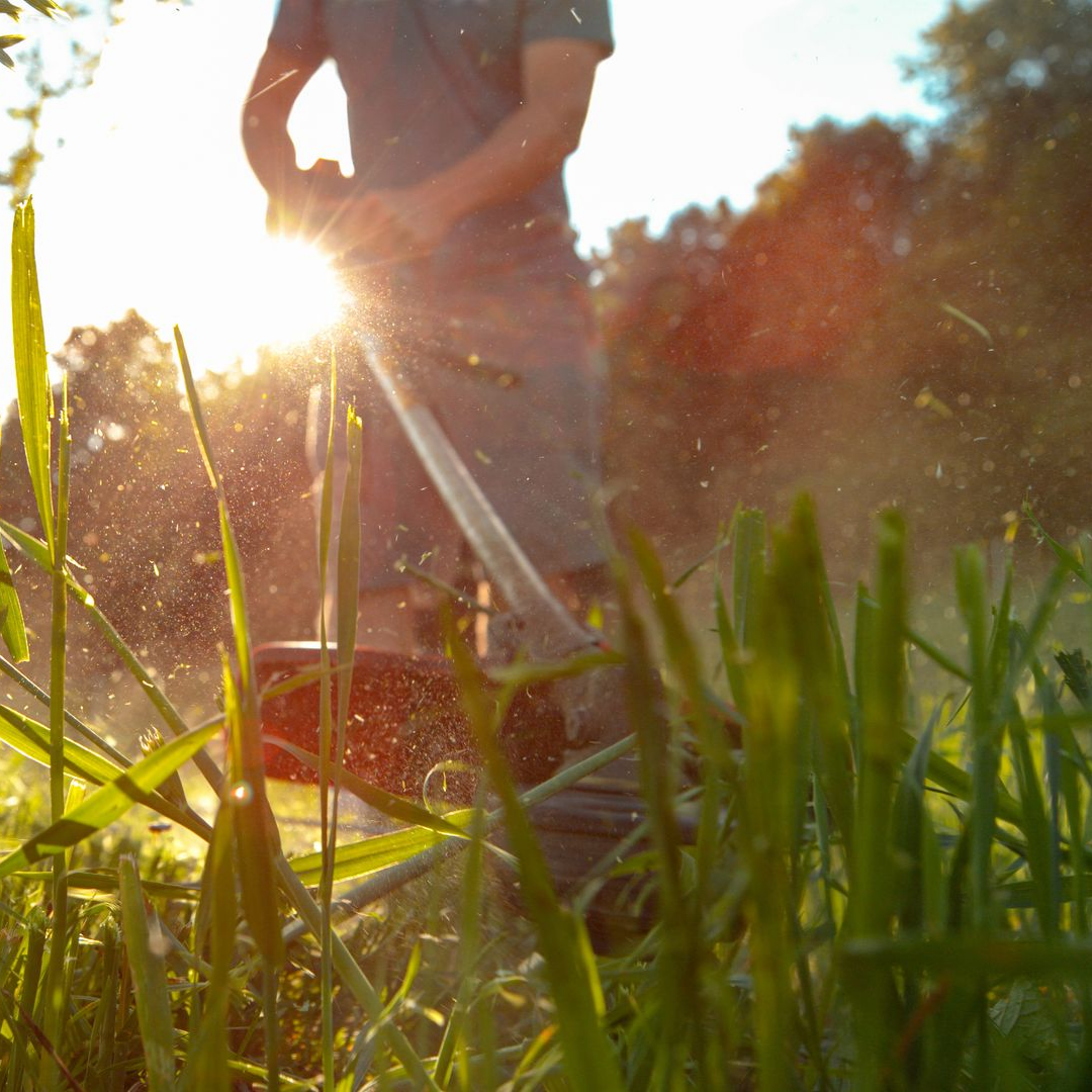 Une personne utilise une débroussailleuse dans un cadre extérieur ensoleillé ; l'herbe est coupée.