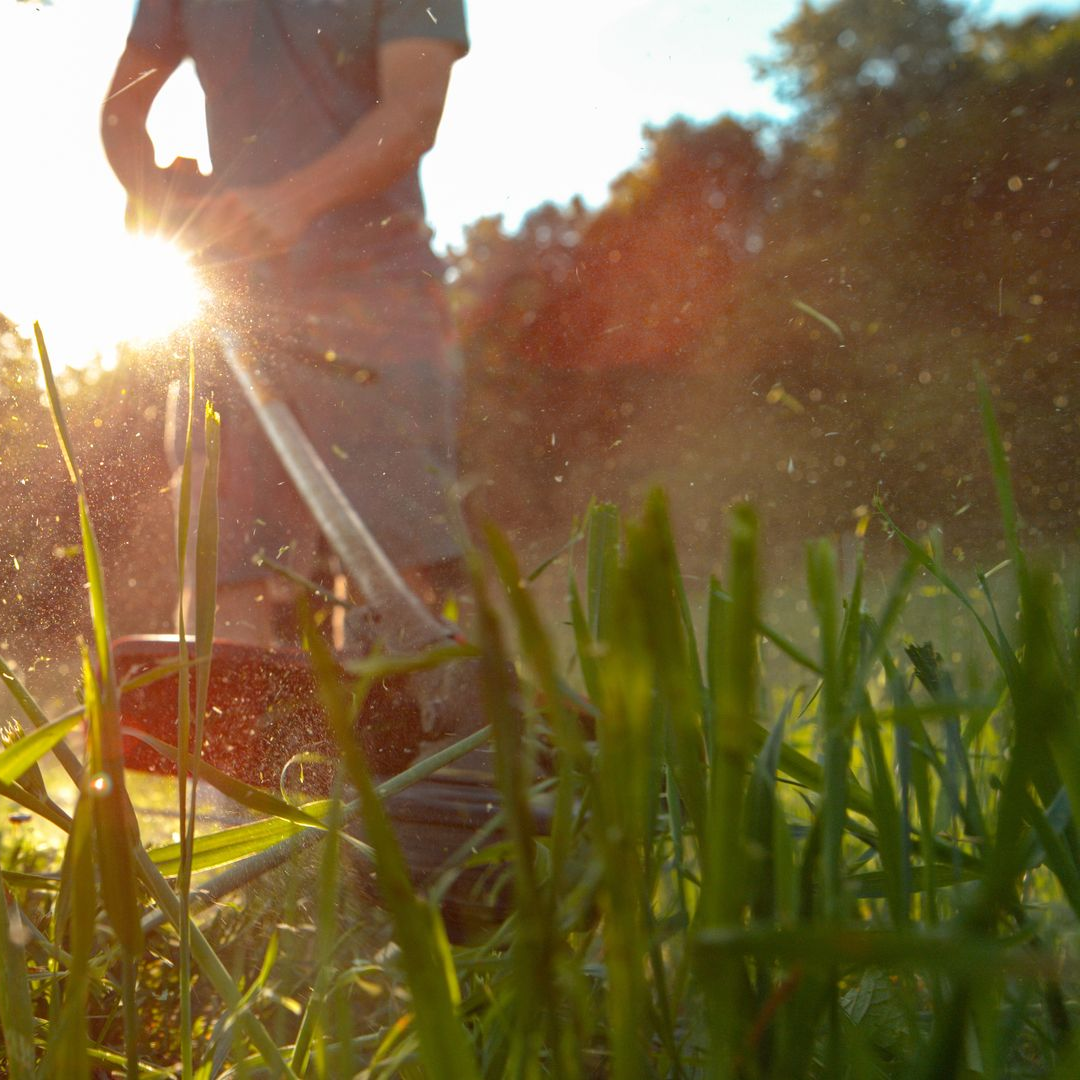 Une personne utilise un coupe-bordures dans une cour herbeuse ensoleillée.