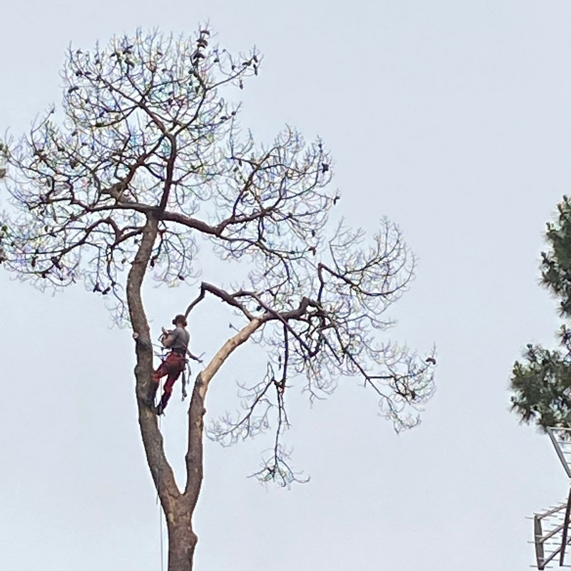 Un élagueur taille un grand arbre dénudé sur fond de ciel pâle.