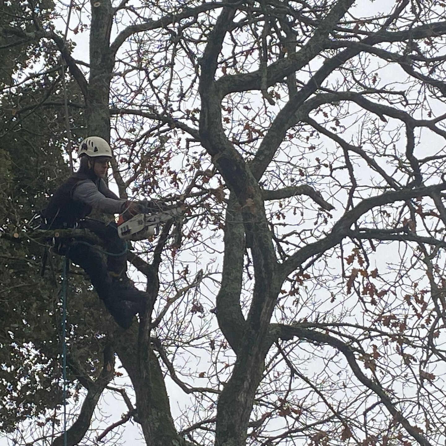 Arboriste utilisant une tronçonneuse, solidement attaché à un arbre, sous un ciel nuageux.