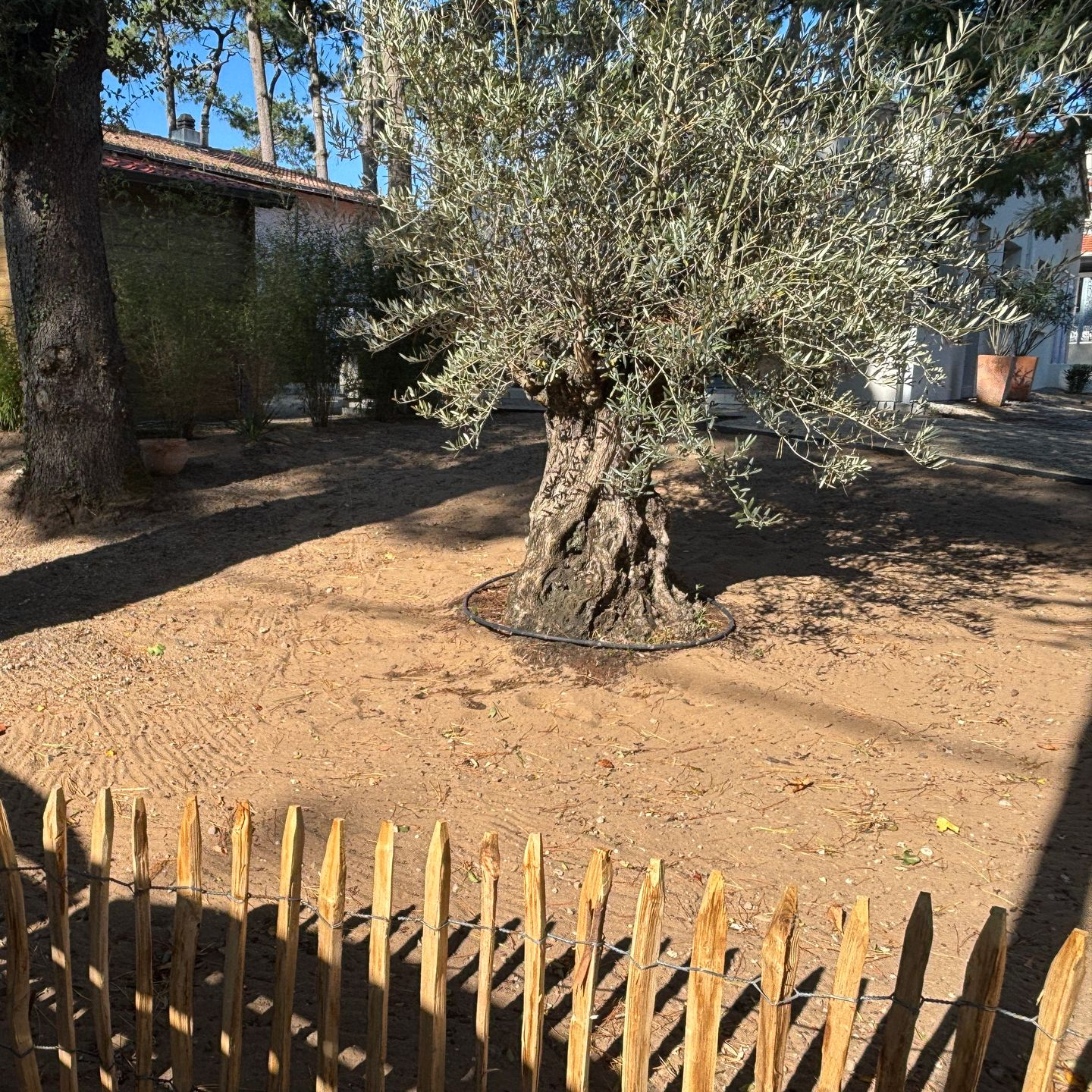 Un olivier mature dans une cour sablonneuse, encadré par une clôture en bois.