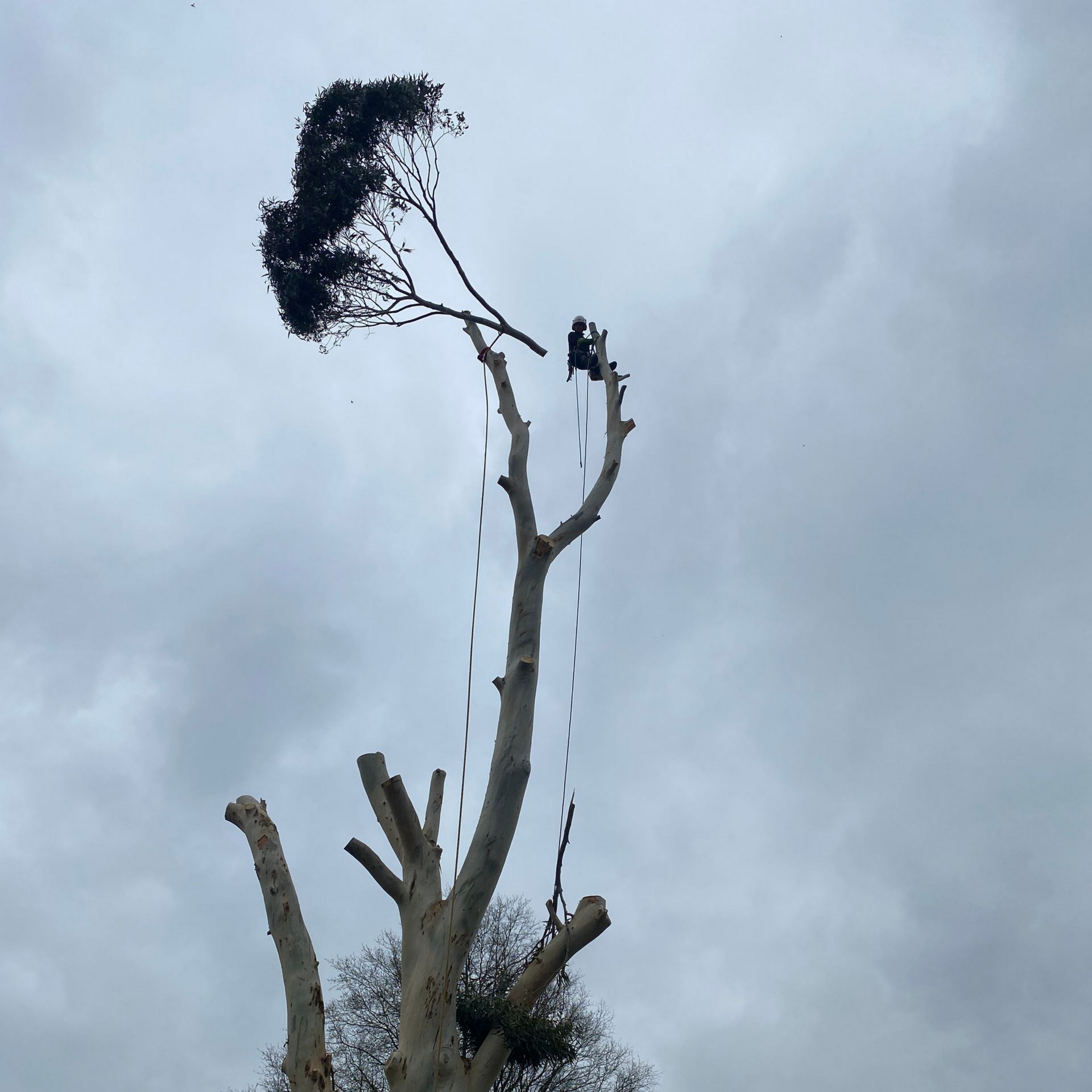 Arbre en cours d'élagage ; arboriste dans l'arbre, cordes visibles, ciel nuageux.