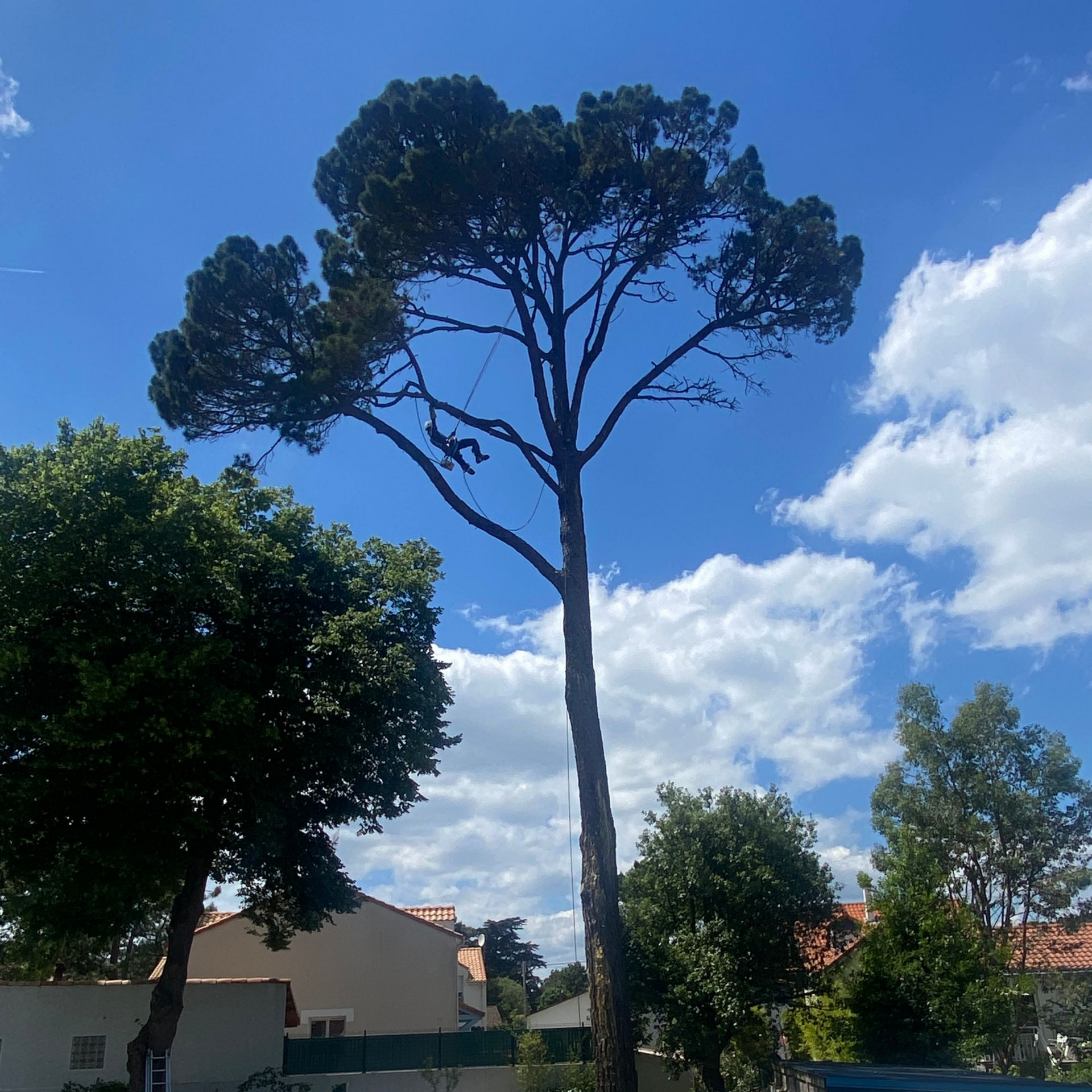Une personne taille un grand arbre sur fond de ciel bleu parsemé de nuages cotonneux.
