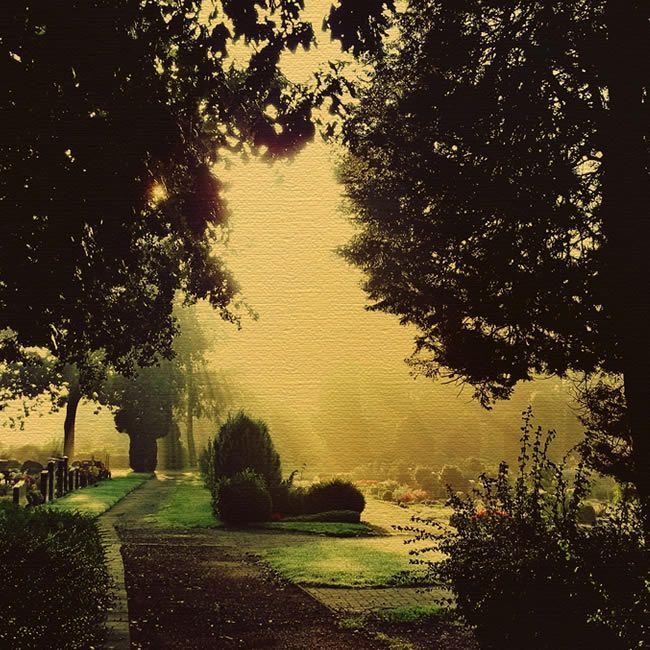 Des arbres dans un parc