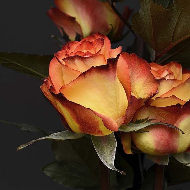 Des roses de couleur orange