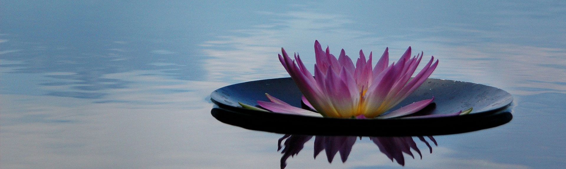 Un nénuphar sur l'eau