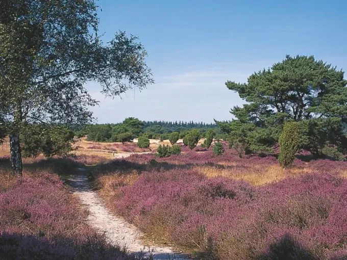 Pad door paarse heide, bomen en struiken onder een blauwe lucht in een natuurlijk landschap.