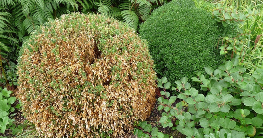 Naturwiese Wildhecke Biodiversität