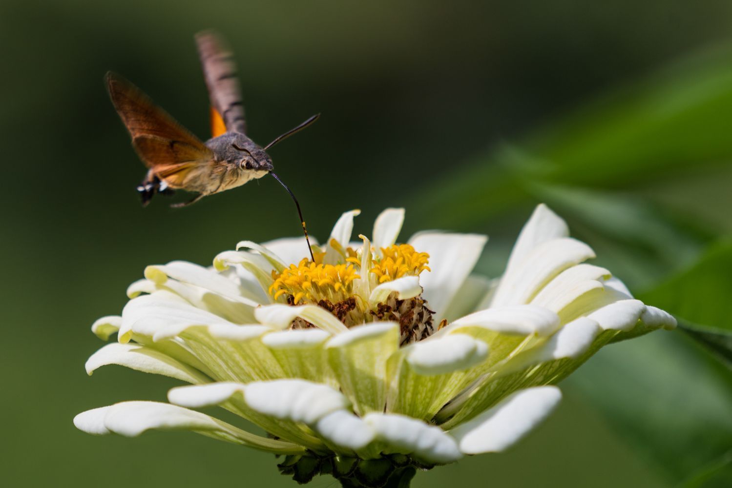 Heinigers Gartenteam Gärtner Gartenprofi Gartenpflege 