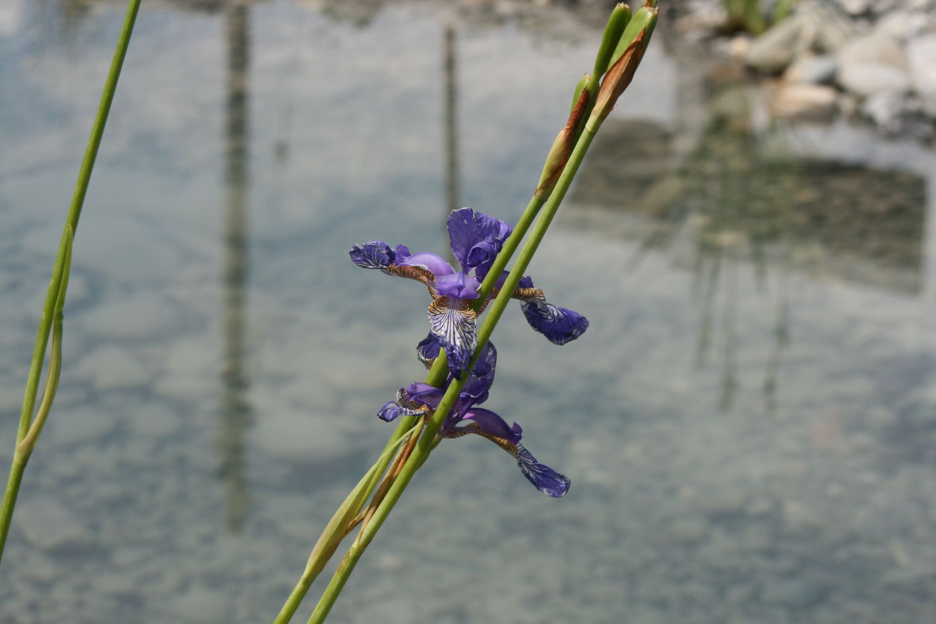 Heiniger's Gartenteam
