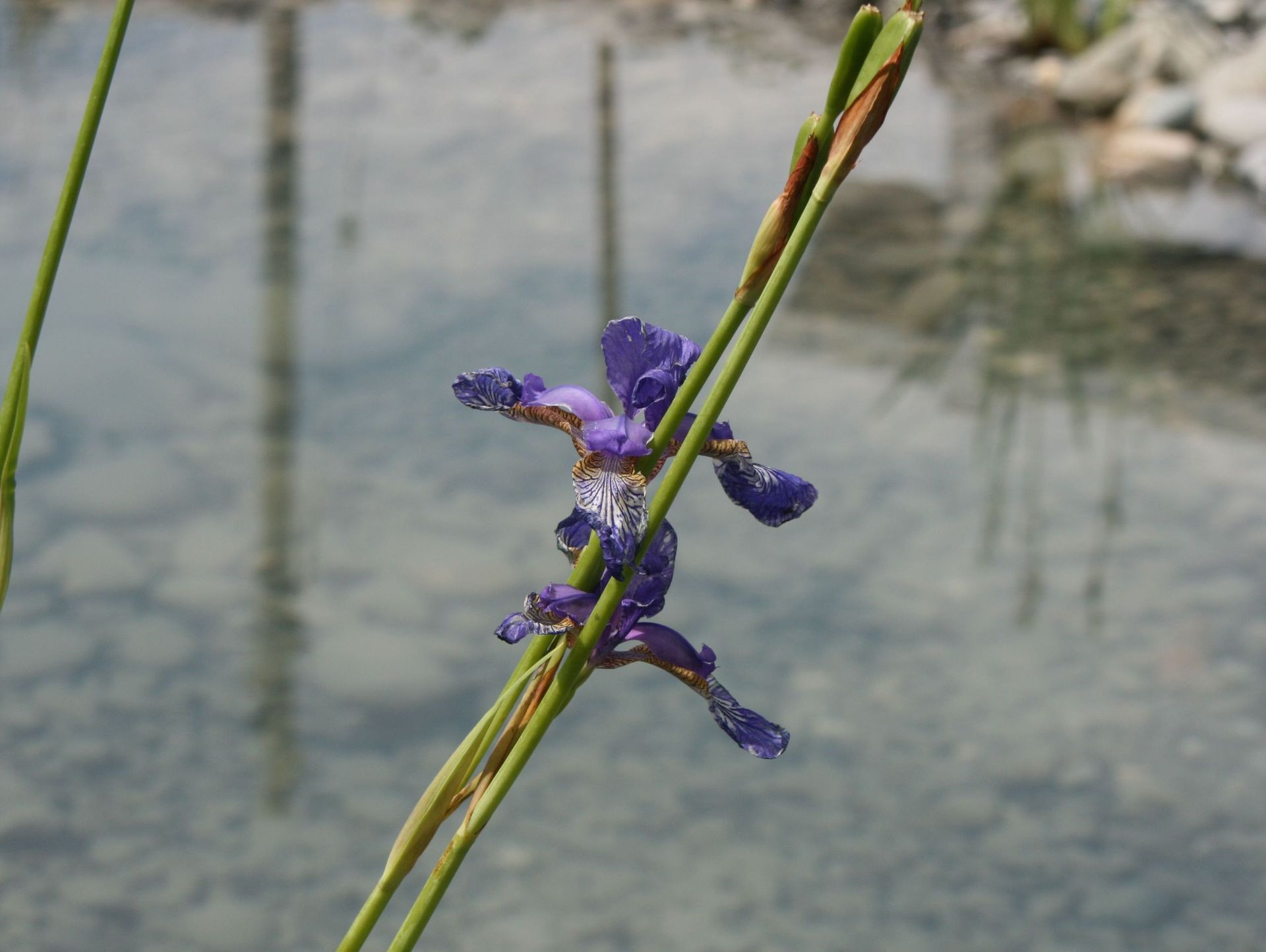 Heiniger's Gartenteam