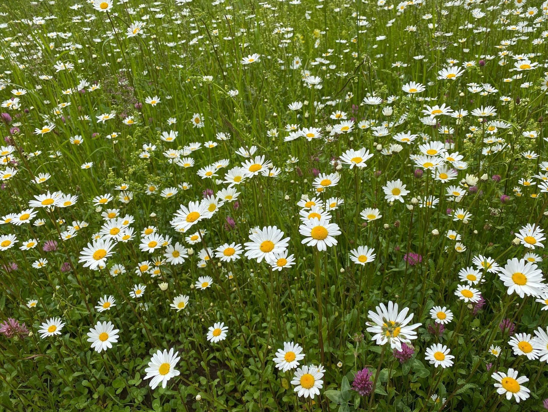 Heiniger's Gartenteam
