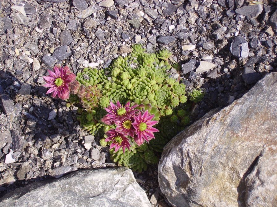 Heiniger's Gartenteam
