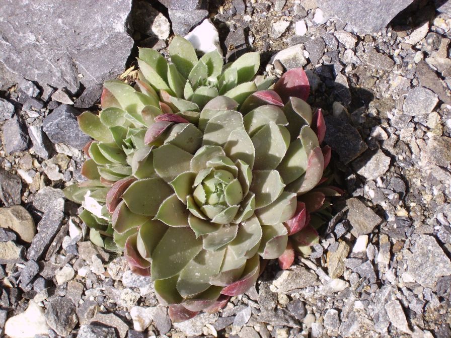 Heiniger's Gartenteam
