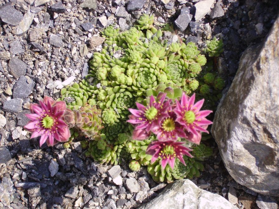 Heiniger's Gartenteam