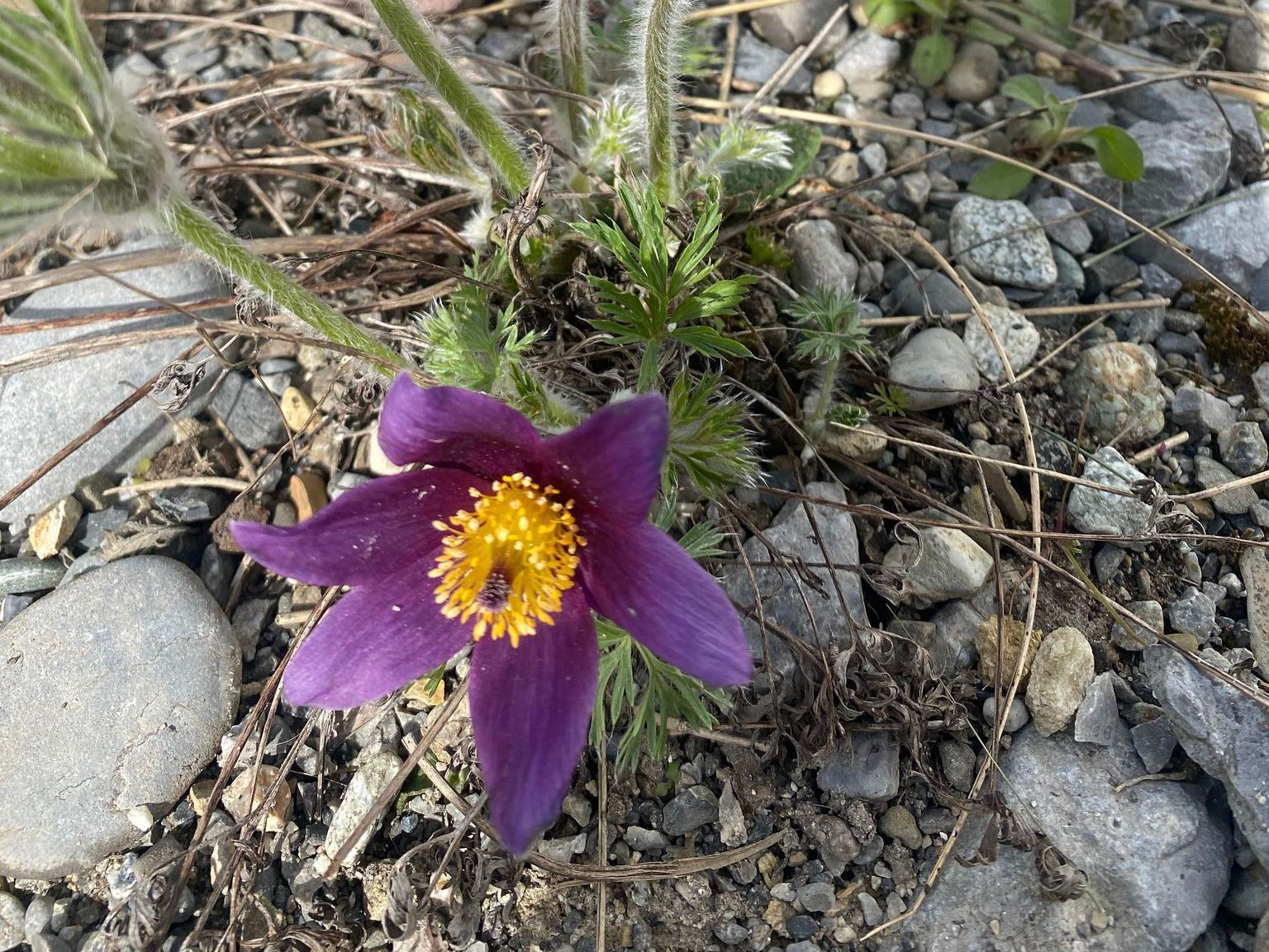 Heiniger's Gartenteam
