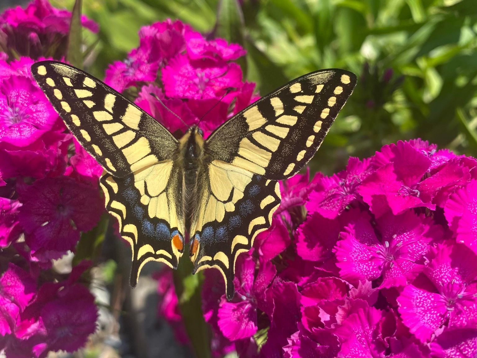 Heiniger's Gartenteam
