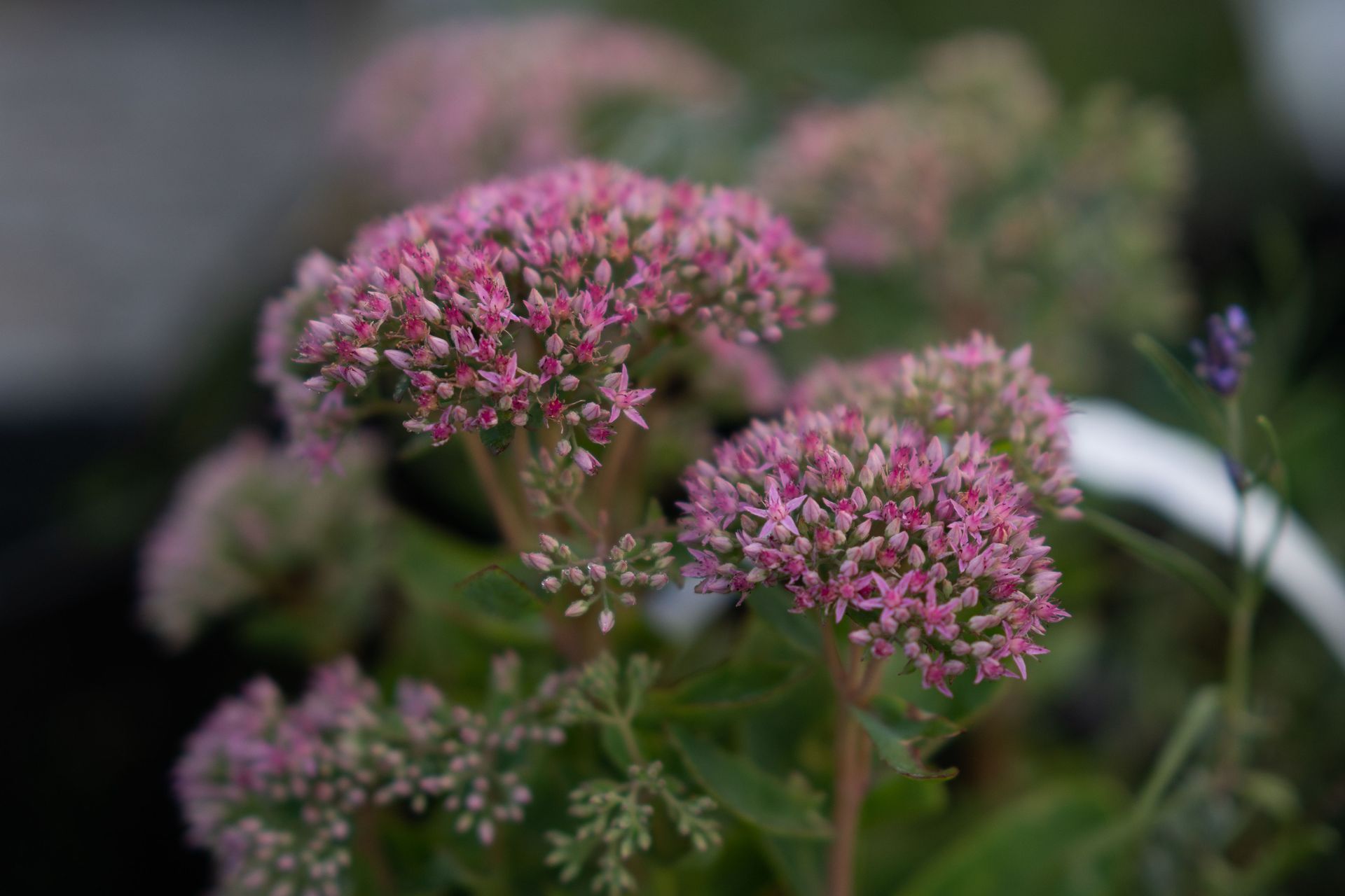 Naturwiese Wildhecke Biodiversität