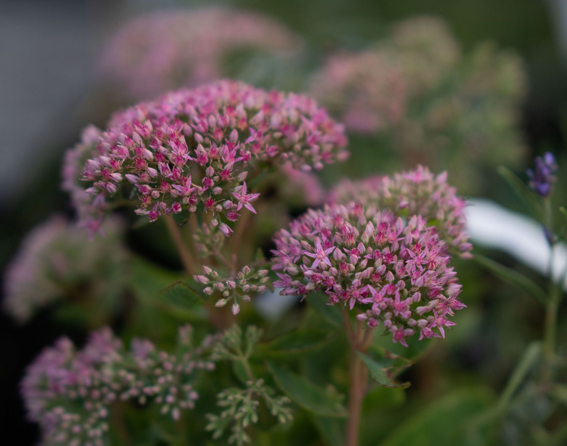 Heiniger's Gartenteam