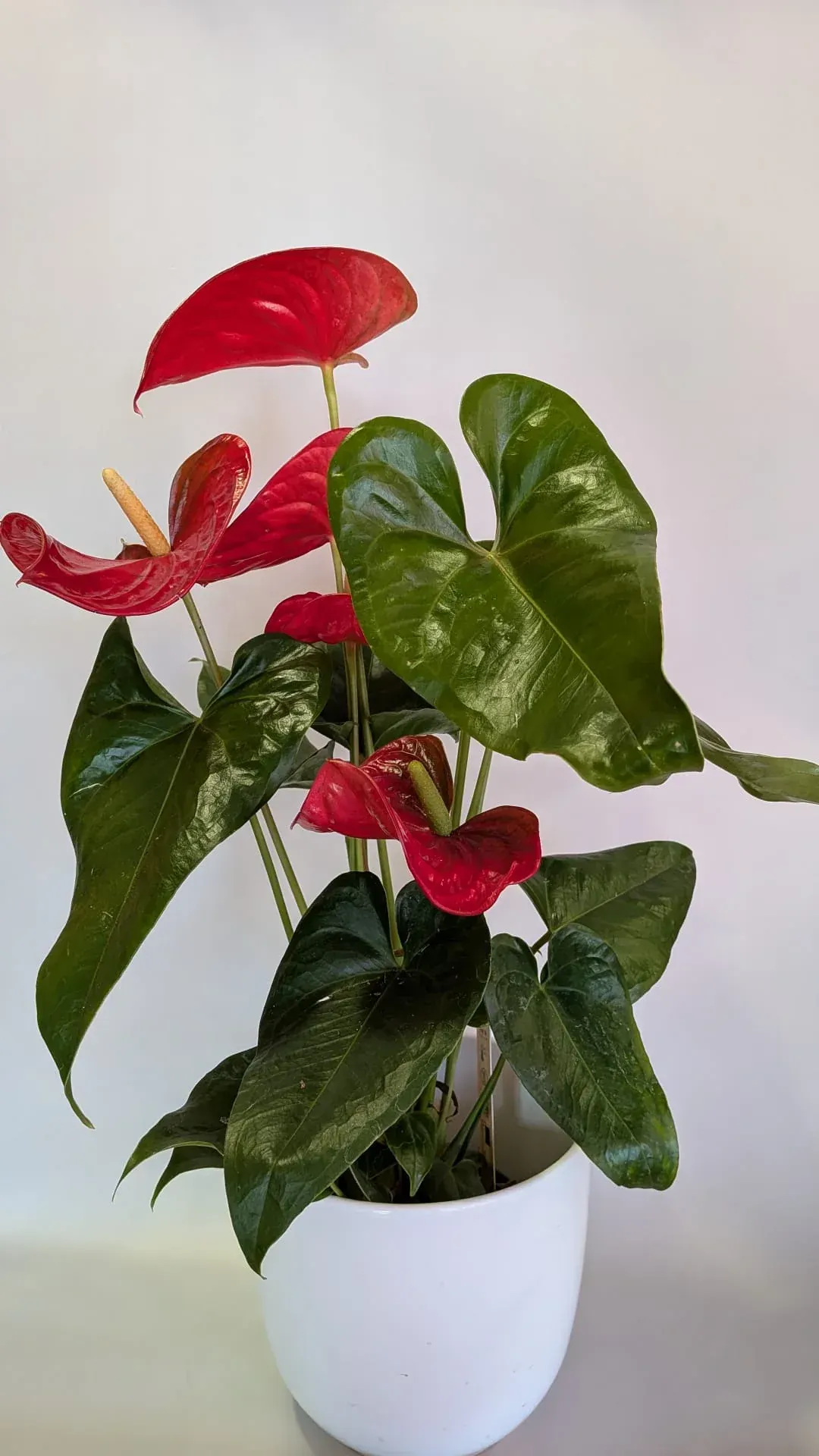 Planta de anturio rojo en una maceta blanca sobre un fondo claro.