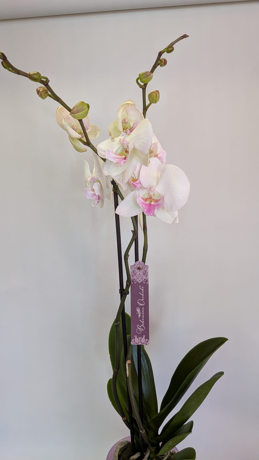 Orquídea blanca y rosa en una maceta con hojas verdes largas y una etiqueta morada sobre una pared lisa.
