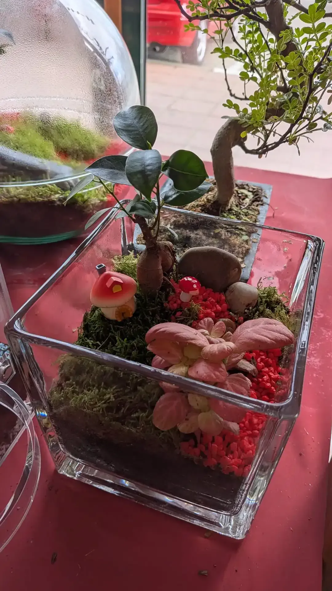 Pequeño terrario de cristal con setas rojas, una planta suculenta verde y musgo sobre una mesa roja.