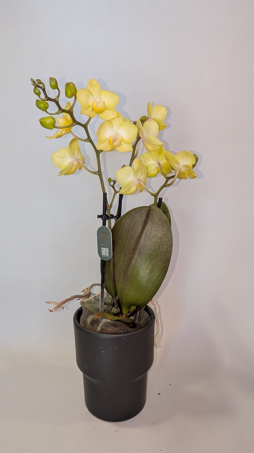 Orquídea en maceta con flores amarillas y hojas verdes en una maceta negra de vivero contra una pared lisa.