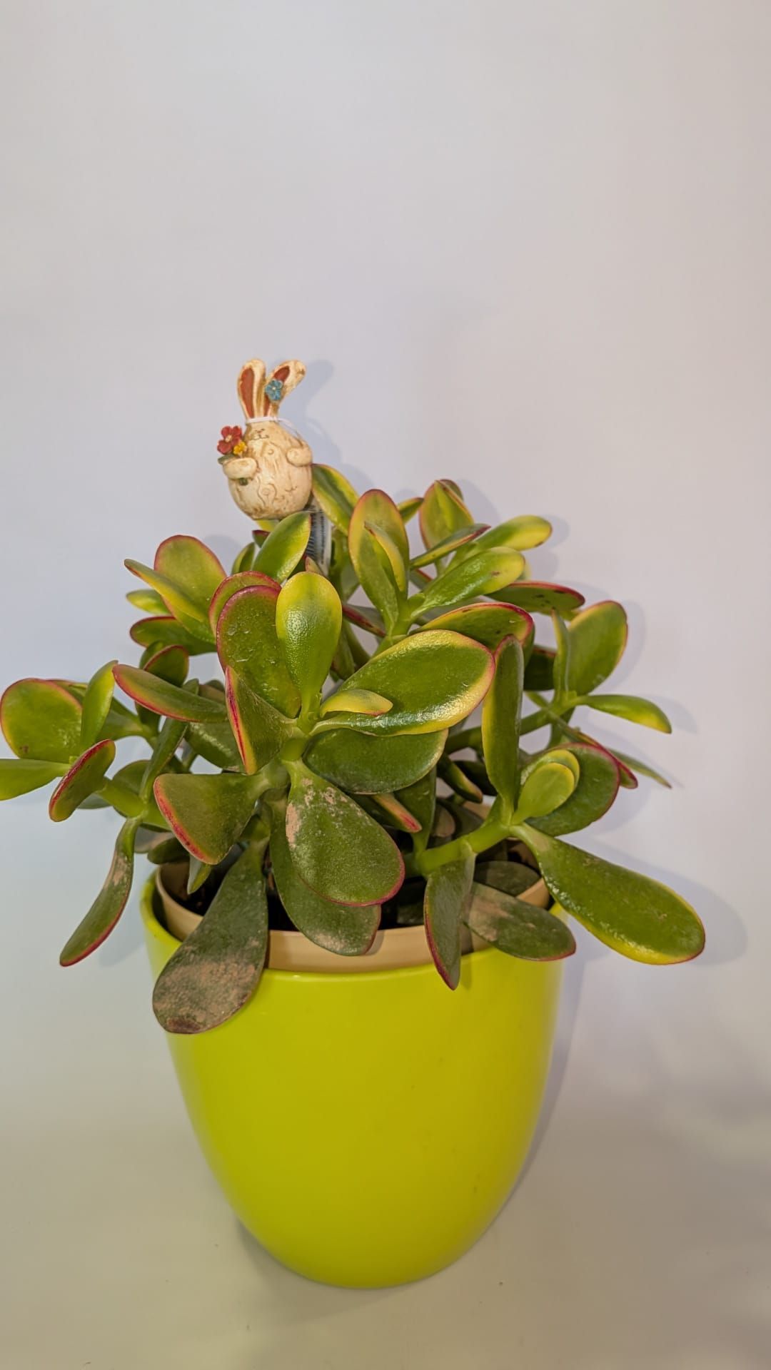 Pequeña suculenta en maceta con hojas verdes y diminutas flores rosas en una maceta de color verde lima brillante.
