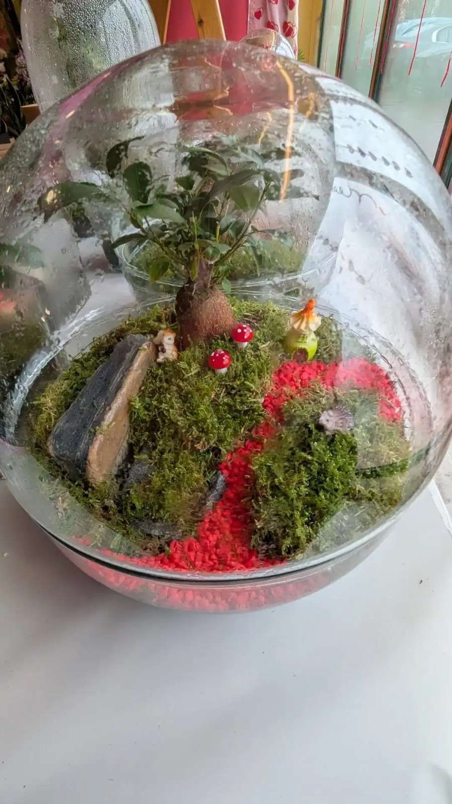 Terrario de cristal con musgo, plantas pequeñas, guijarros y piedras decorativas rojas sobre una mesa.