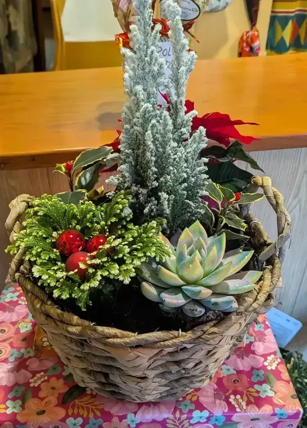 Cesta de suculentas y plantas navideñas en una maceta de mimbre sobre una mesa.