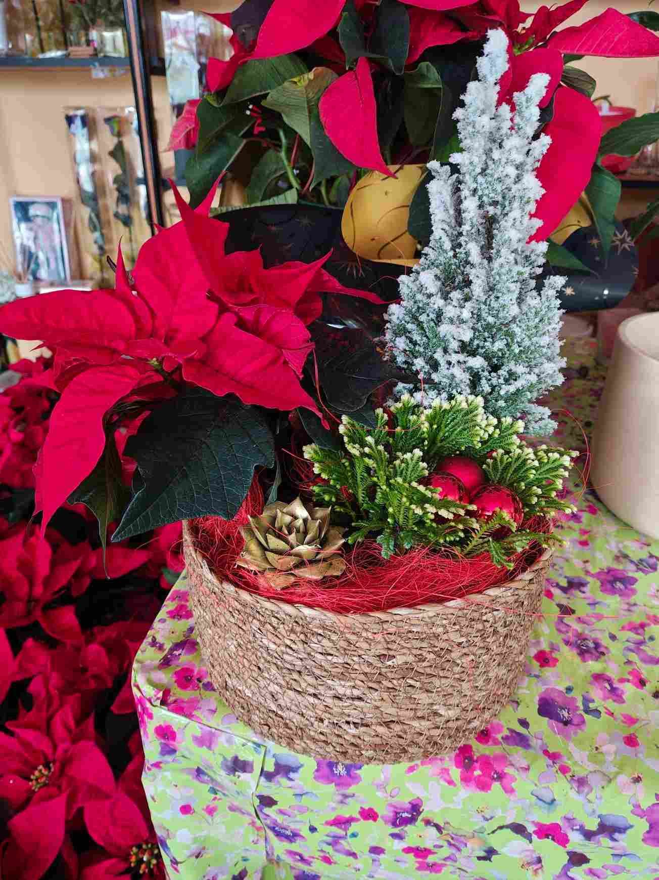 Arreglo festivo de mesa con flores de Pascua rojas, un mini árbol escarchado y bayas en una cesta tejida.
