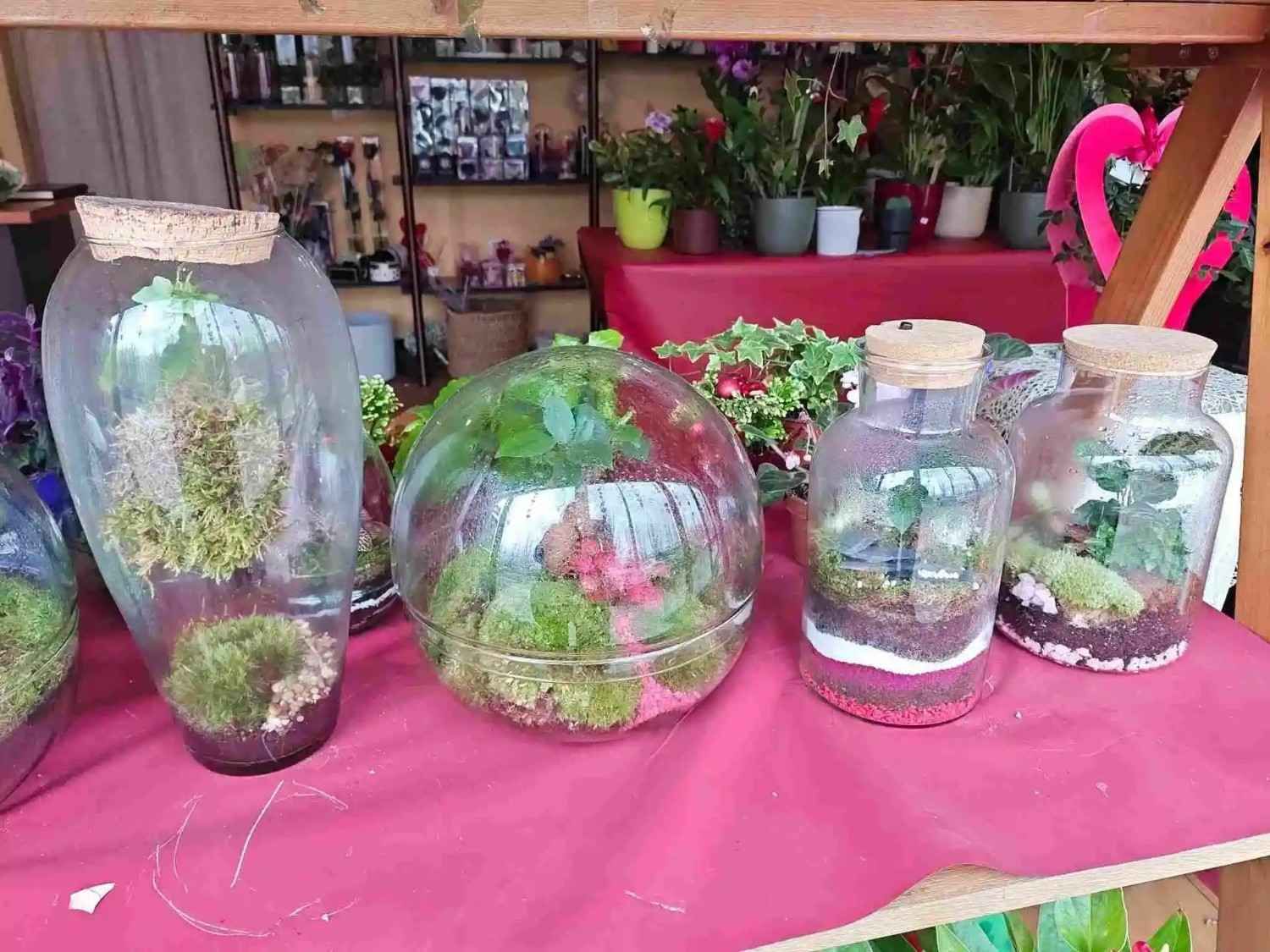 Terrarios en frascos y cuencos de vidrio sobre un mantel rosa con plantas y musgo.
