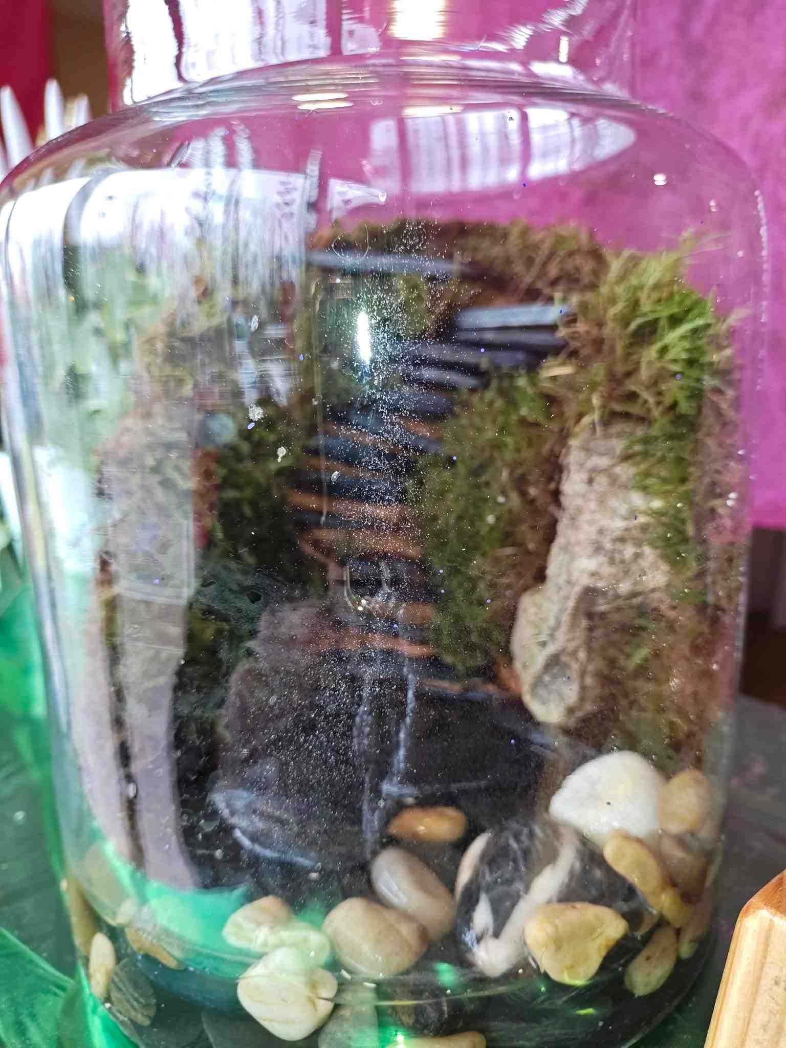 Terrario de cristal con musgo, rocas y una pequeña cascada sobre piedras oscuras.