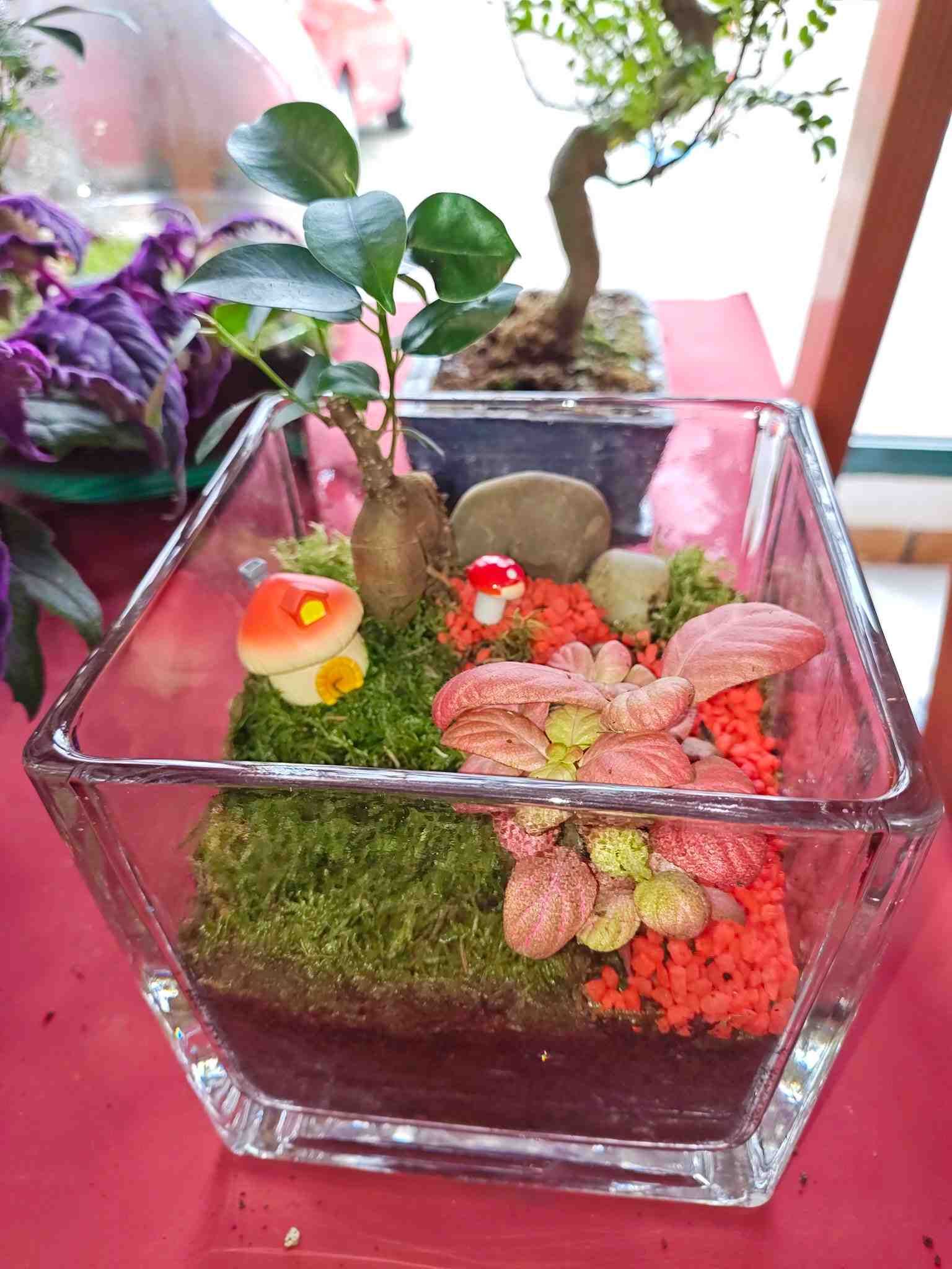 Miniterrario de suculentas en un cubo de cristal, con musgo de colores y pequeñas flores decorativas.