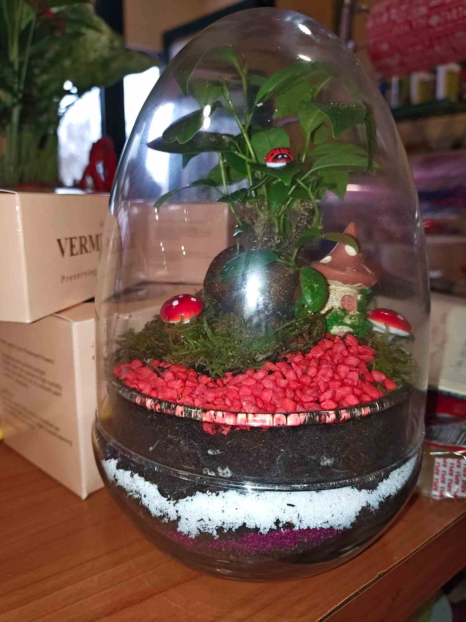 Terrario de cristal con una planta tipo bonsái y guijarros rojos sobre una mesa, junto a una caja y una botella roja.