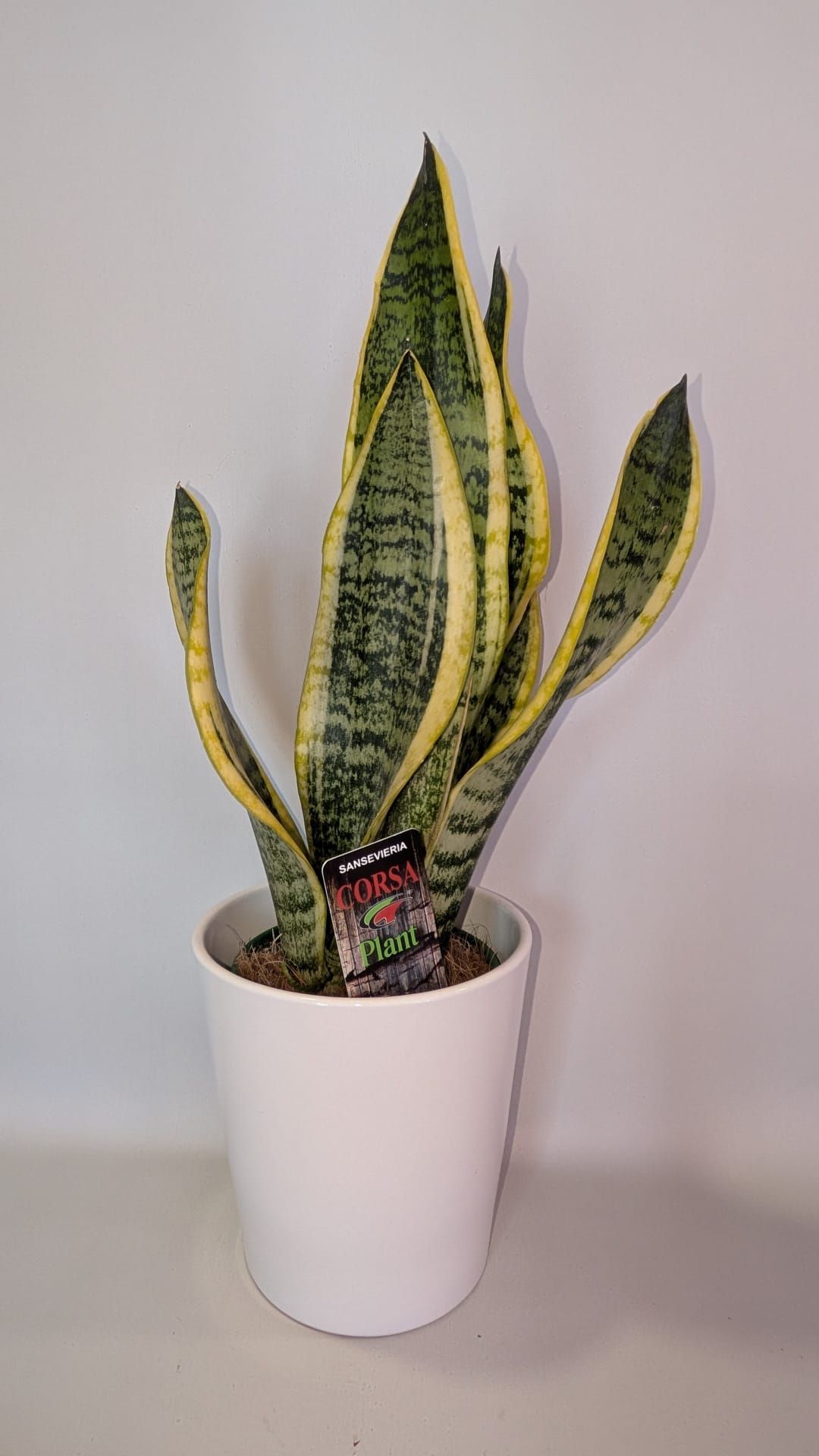 Planta de serpiente alta en una maceta blanca sobre un fondo claro liso.