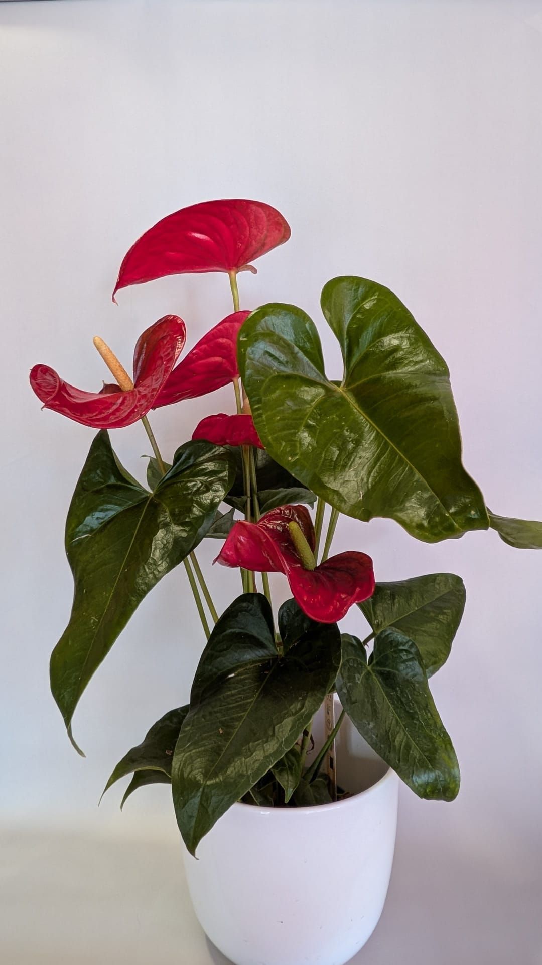 Anturio en maceta con flores rojas y hojas verdes brillantes en una maceta blanca.