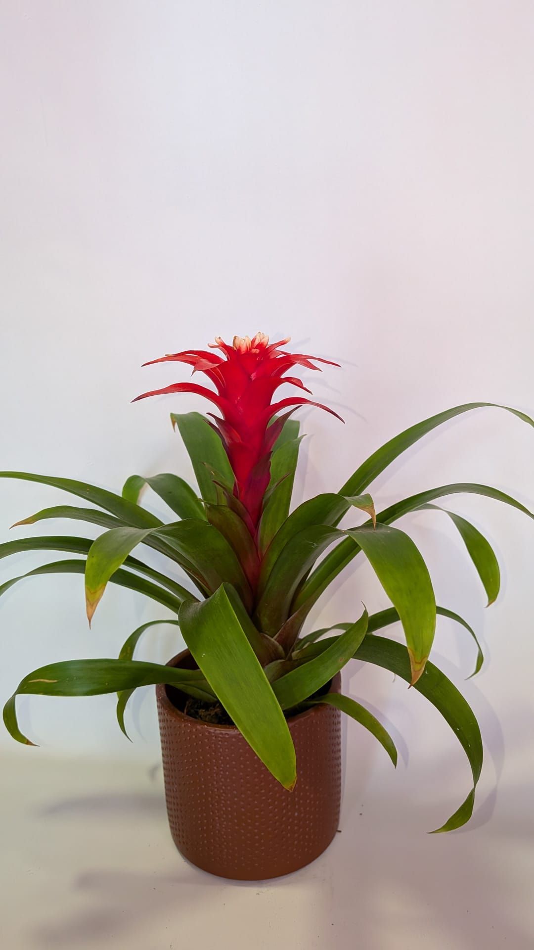 Bromelia en maceta con flor roja y hojas verdes largas sobre un fondo claro liso.