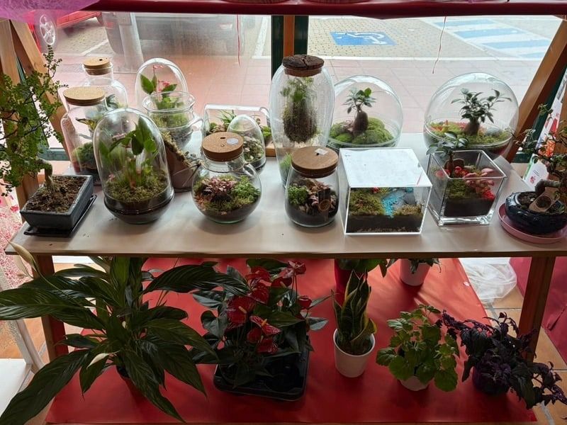Varias plantas en macetas y terrarios dispuestos en estantes junto a una ventana luminosa.