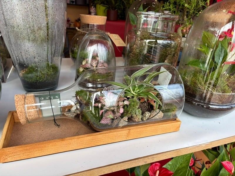 Pequeños terrarios de cristal con plantas dispuestas sobre una bandeja de madera en una estantería.