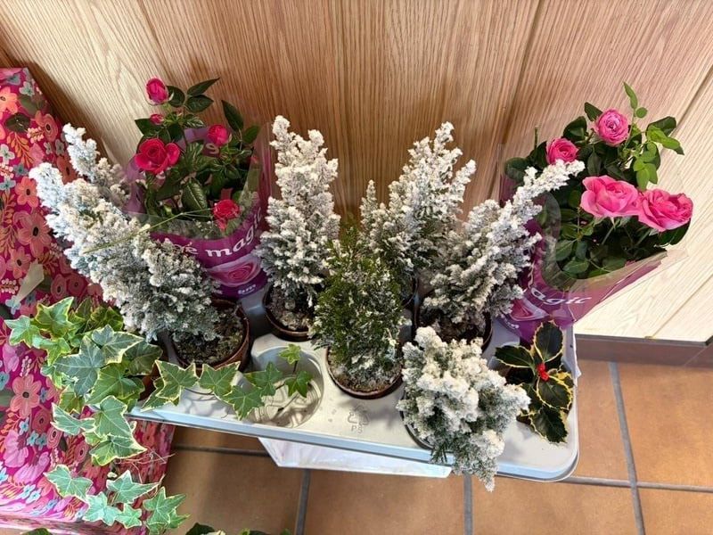 Arreglos florales en macetas con rosas rosadas y flores blancas escarchadas 