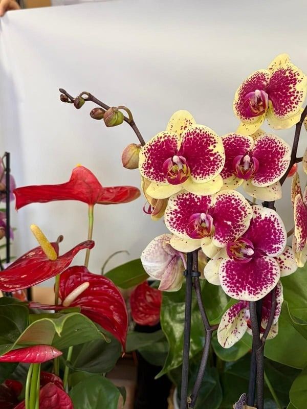 Orquídeas rosas y blancas con anturios rojos en un arreglo floral.