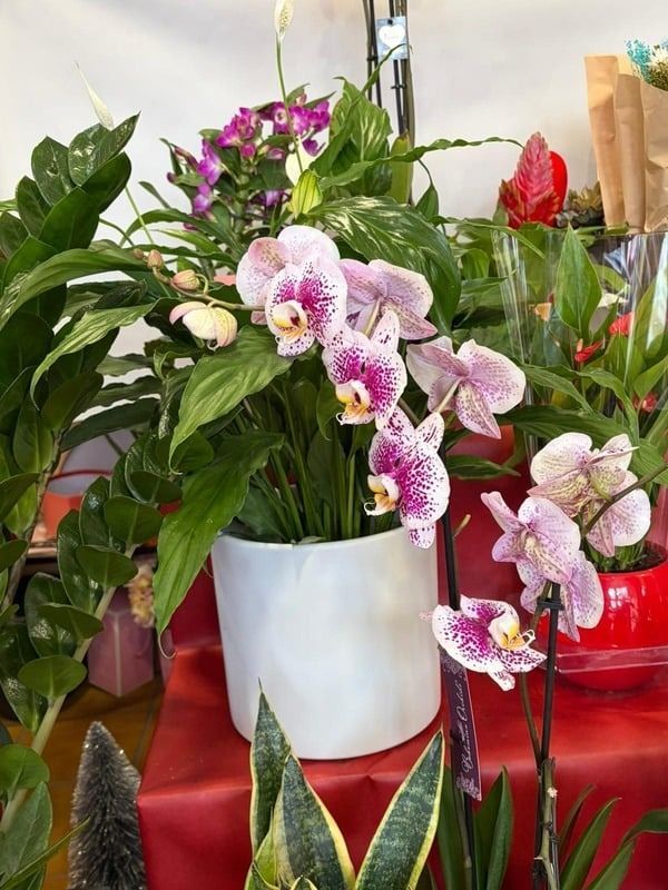 Arreglo floral de orquídeas en maceta con flores rosas y moradas sobre una mesa roja, rodeado de otras plantas.