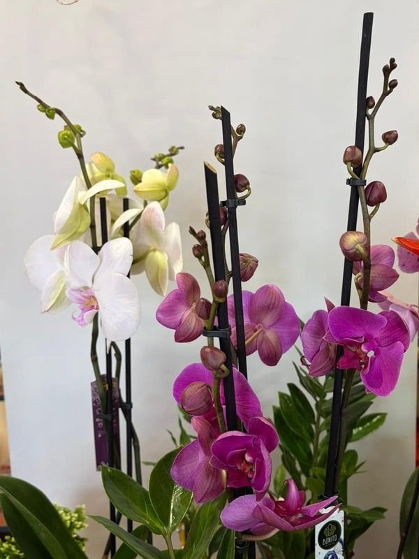 Orquídeas variadas en tonos blancos, amarillos, rosas y morados dispuestas en macetas altas decorativas.