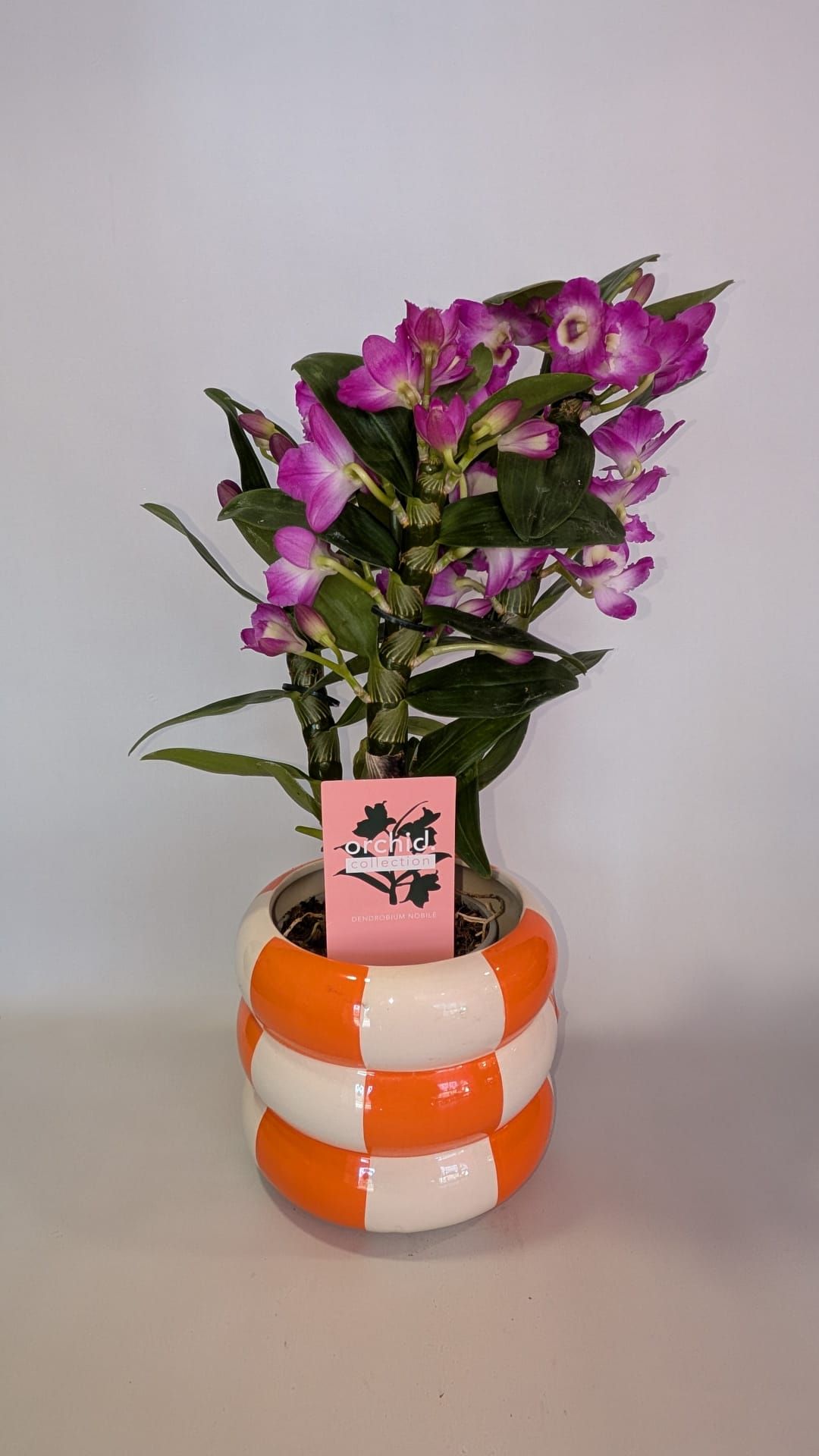 Flores moradas en un jarrón a rayas naranjas y blancas con una etiqueta rosa sobre un fondo liso.